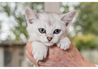 Burmilla-Kitten-e1685619705867