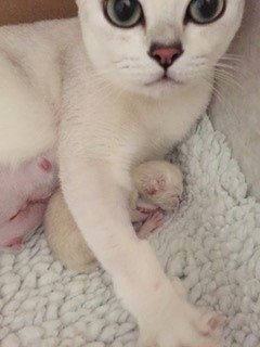 Burmilla-Mother-love-1