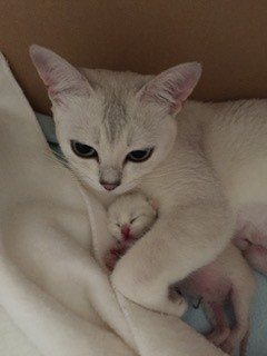 Burmilla-Mother-love-2