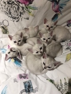 Burmilla-kitten-bundle