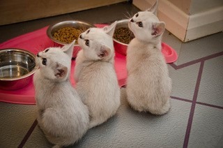 Burmilla-kitten-photos-1