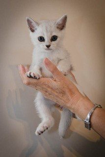 Burmilla-kitten-photos-2