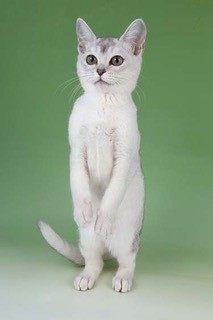 Burmilla-kitten-showing-off-his-Meerkat-pose