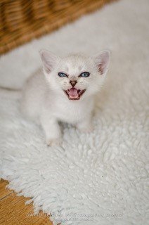 Cheeky-Burmilla-kitten