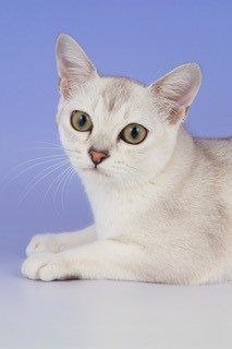 EC-Gems-Snowflake.-My-very-great-love.-Countless-Best-in-Show-winner-1