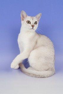 EC-Gems-Snowflake.-My-very-great-love.-Countless-Best-in-Show-winner-2