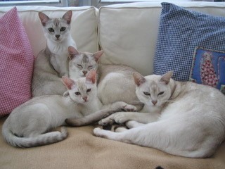 Four-generations-of-Burmilla-together