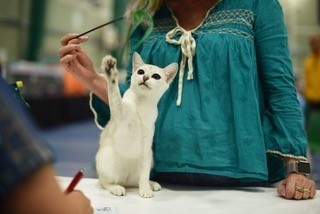 Fun-at-a-Cat-Show