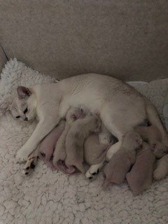 Gems-Bon-Bon-Neire-and-babies.-Burmillas-often-have-large-litters
