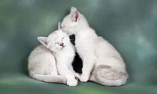 Gems-Carnelian-and-Gems-Felspar-sharing-a-secret