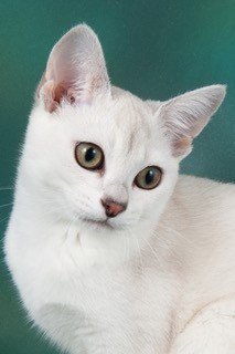 Gems-Cartier.-Brown-Silver-Shaded-Burmilla