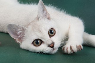 Gems-Ezmerelda.-Brown-Silver-Shaded-Burmilla-Kitten