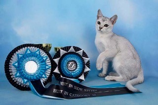 Gems-Hear-winning-Best-Adult-in-Category-III