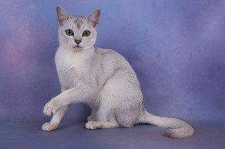 Gems-Heart.-Black-Silver-Shaded-Burmilla.-The-original-classic-colour