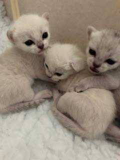 Gems-Kiki-McDonagh-kittens