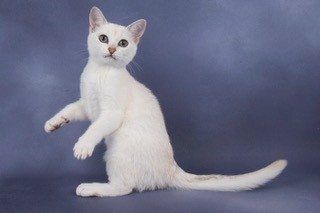 Gems-Larimar.-Chocolate-Silver-Shaded-Burmilla-Kitten-1