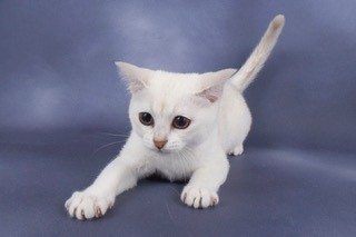 Gems-Larimar.-Chocolate-Silver-Shaded-Burmilla-Kitten-2