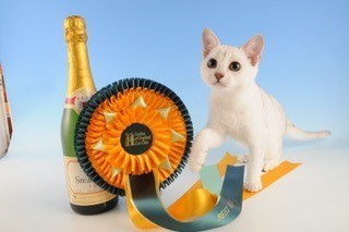 Gems-Larimar.-Chocolate-Silver-Shaded-Burmilla-kitten