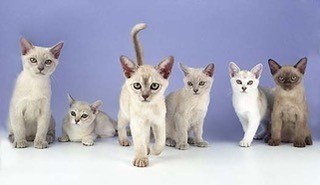 In-my-early-days-of-breeding-i-got-Asians-as-well-as-Burmillas-this-litter-is-a-wonderful-mix-of-colours-and-patterns