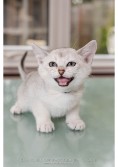 Kitten-has-a-lot-to-say