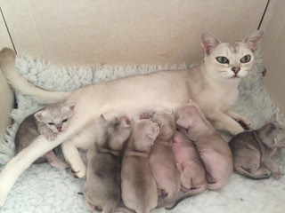 Proud-Burmilla-Mums-with-their-babies-1