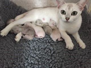 Proud-Burmilla-Mums-with-their-babies-2
