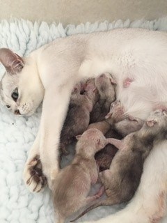 Proud-Burmilla-Mums-with-their-babies-3