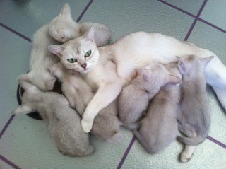 Snowy-and-kittens