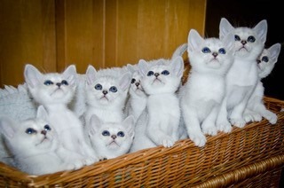 There-were-10-kittens-in-this-litter-but-one-got-away