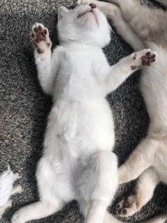 Typical-Burmilla-kitten-sleeping-pose