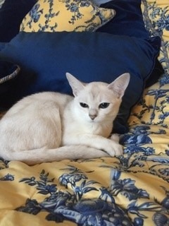 Velimar-travelled-all-over-Europe-with-us.-Burmillas-are-very-good-travelllers.-This-photo-is-of-him-enjoying-a-bed-in-a-french-chateau