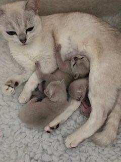 mum-with-kittens