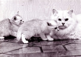 original-love-story-First-Burmilla-litter-ever
